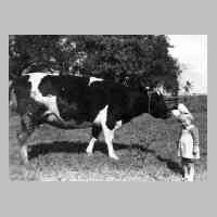081-0043 Reinlacken 1942 - Renate Schulz auf der Wiese mit der Milchkuh.JPG